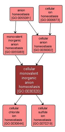GO:0030320 - cellular monovalent inorganic anion homeostasis (interactive image map)