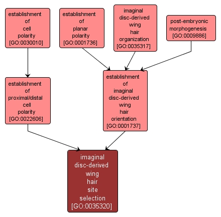 GO:0035320 - imaginal disc-derived wing hair site selection (interactive image map)