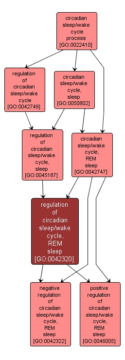 GO:0042320 - regulation of circadian sleep/wake cycle, REM sleep (interactive image map)