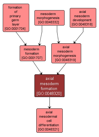 GO:0048320 - axial mesoderm formation (interactive image map)