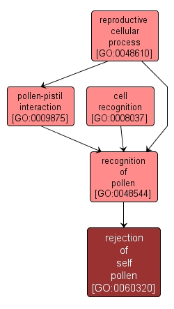 GO:0060320 - rejection of self pollen (interactive image map)