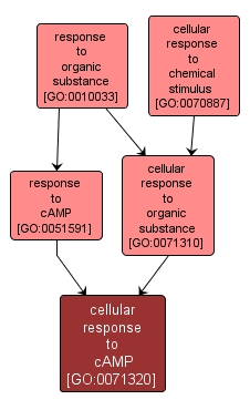 GO:0071320 - cellular response to cAMP (interactive image map)