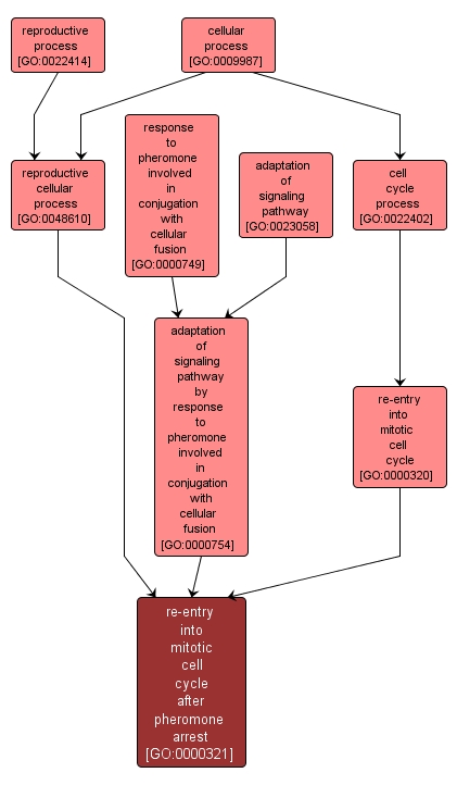 GO:0000321 - re-entry into mitotic cell cycle after pheromone arrest (interactive image map)