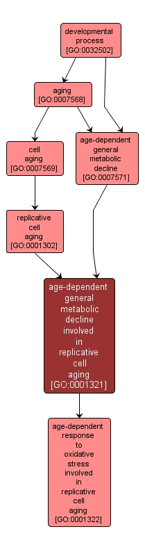 GO:0001321 - age-dependent general metabolic decline involved in replicative cell aging (interactive image map)