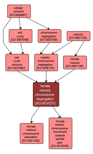 GO:0016321 - female meiosis chromosome segregation (interactive image map)