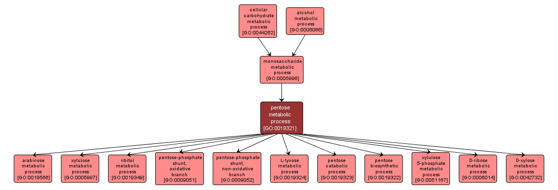 GO:0019321 - pentose metabolic process (interactive image map)
