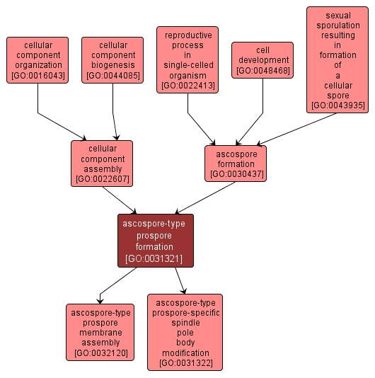GO:0031321 - ascospore-type prospore formation (interactive image map)