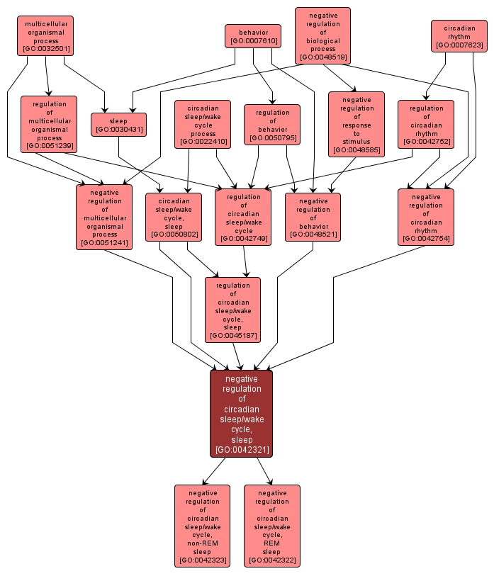 GO:0042321 - negative regulation of circadian sleep/wake cycle, sleep (interactive image map)