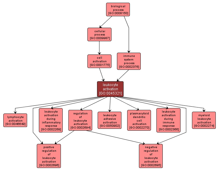 GO:0045321 - leukocyte activation (interactive image map)