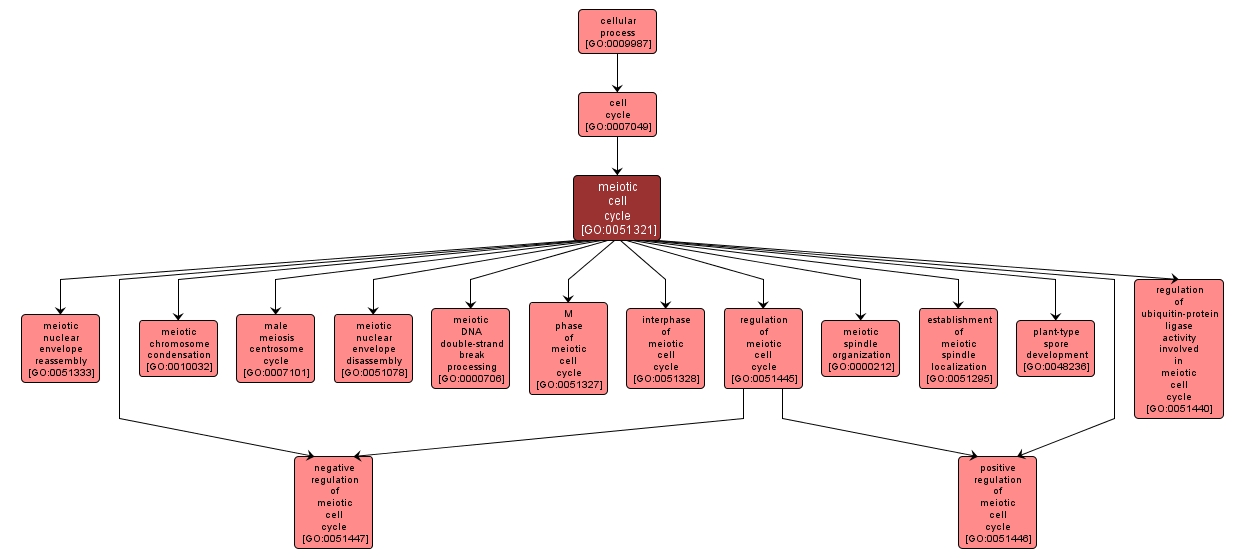 GO:0051321 - meiotic cell cycle (interactive image map)