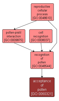 GO:0060321 - acceptance of pollen (interactive image map)
