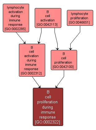 GO:0002322 - B cell proliferation during immune response (interactive image map)