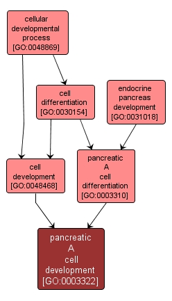 GO:0003322 - pancreatic A cell development (interactive image map)