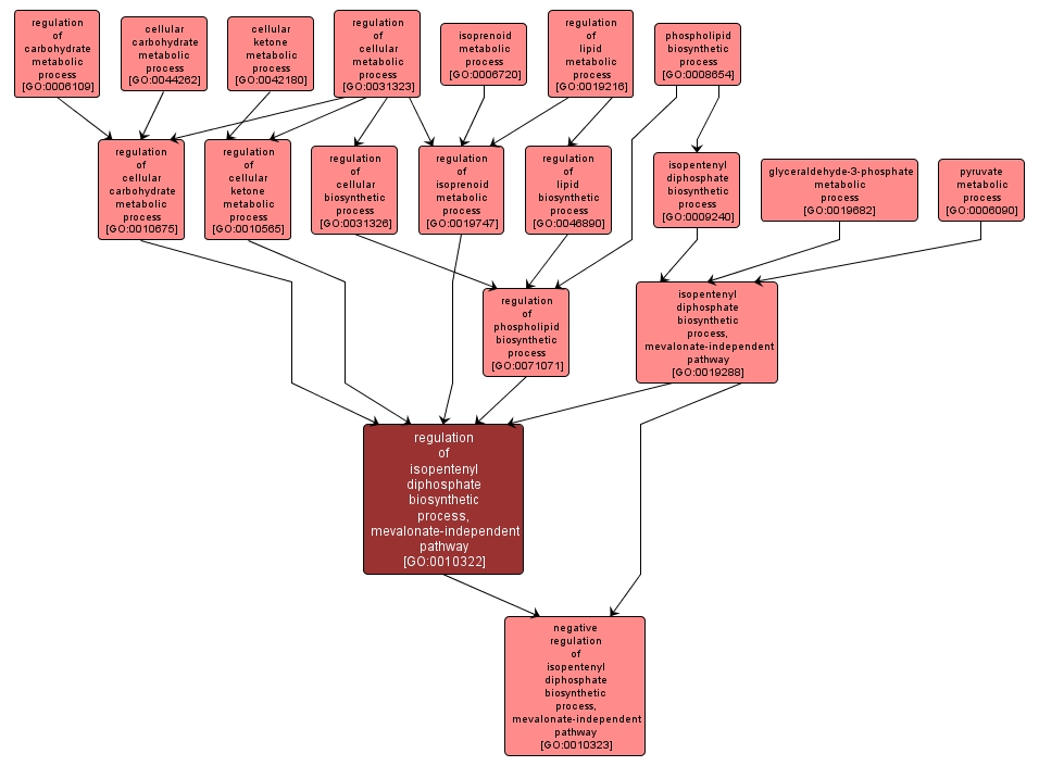 GO:0010322 - regulation of isopentenyl diphosphate biosynthetic process, mevalonate-independent pathway (interactive image map)