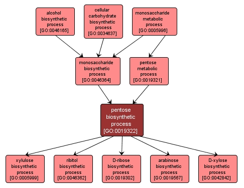 GO:0019322 - pentose biosynthetic process (interactive image map)