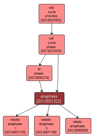 GO:0051322 - anaphase (interactive image map)