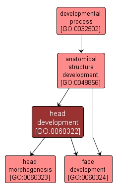GO:0060322 - head development (interactive image map)