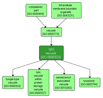 GO:0000323 - lytic vacuole (interactive image map)