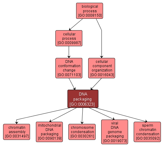 GO:0006323 - DNA packaging (interactive image map)