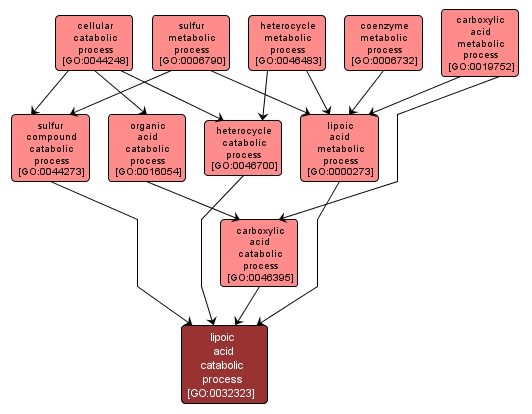 GO:0032323 - lipoic acid catabolic process (interactive image map)
