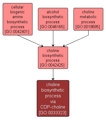 GO:0033323 - choline biosynthetic process via CDP-choline (interactive image map)