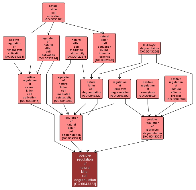 GO:0043323 - positive regulation of natural killer cell degranulation (interactive image map)