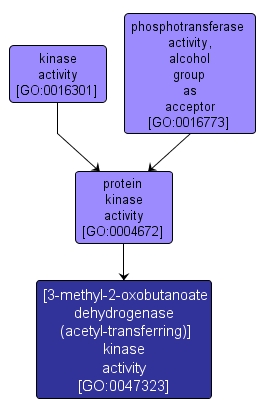 GO:0047323 - [3-methyl-2-oxobutanoate dehydrogenase (acetyl-transferring)] kinase activity (interactive image map)