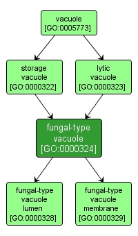 GO:0000324 - fungal-type vacuole (interactive image map)