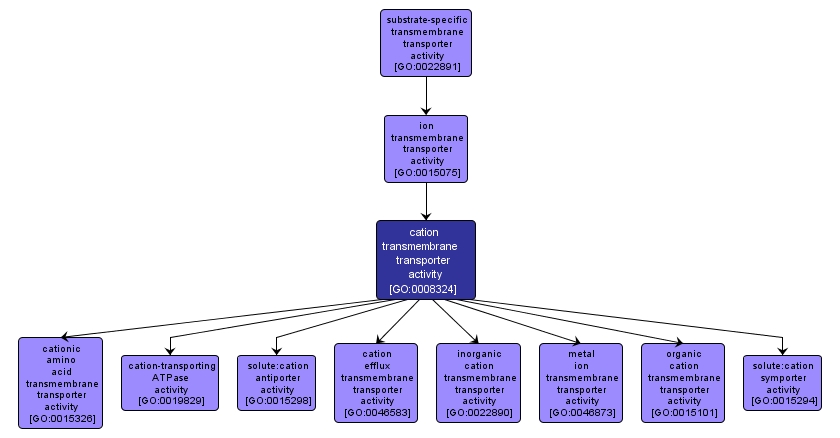 GO:0008324 - cation transmembrane transporter activity (interactive image map)