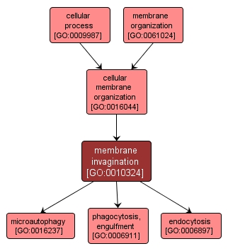 GO:0010324 - membrane invagination (interactive image map)