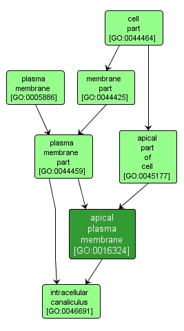 GO:0016324 - apical plasma membrane (interactive image map)