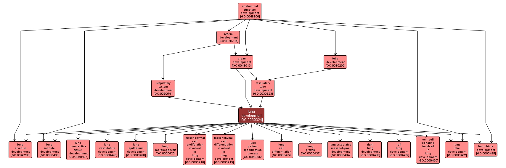 GO:0030324 - lung development (interactive image map)