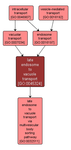 GO:0045324 - late endosome to vacuole transport (interactive image map)