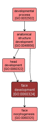 GO:0060324 - face development (interactive image map)