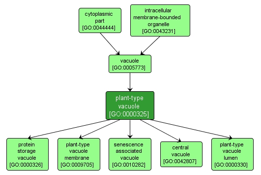 GO:0000325 - plant-type vacuole (interactive image map)