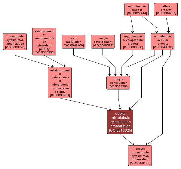 GO:0016325 - oocyte microtubule cytoskeleton organization (interactive image map)