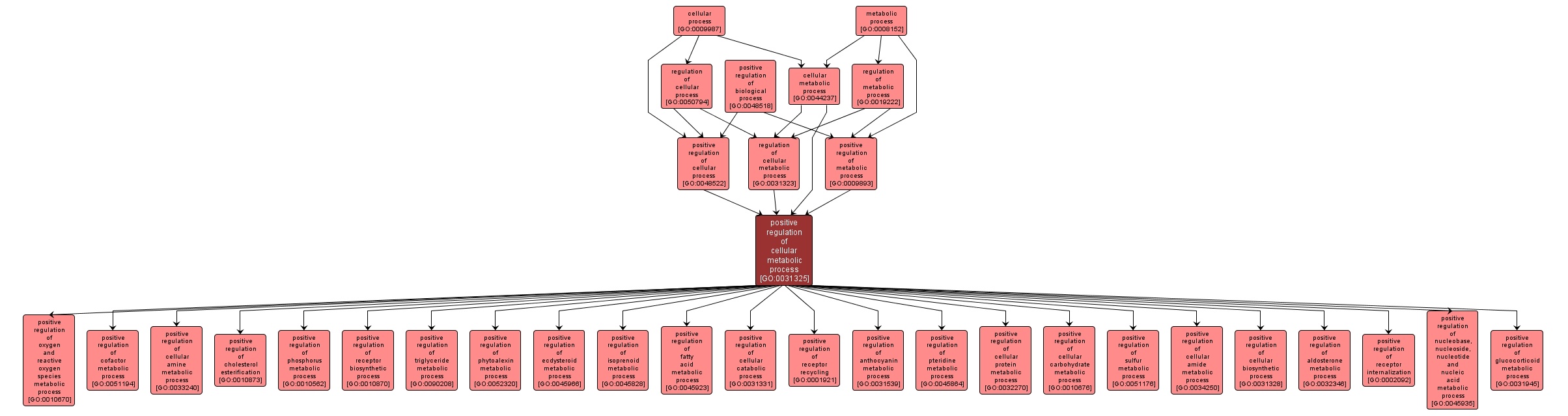 GO:0031325 - positive regulation of cellular metabolic process (interactive image map)