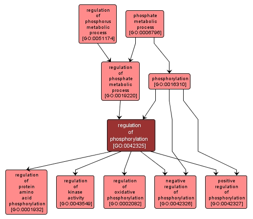 GO:0042325 - regulation of phosphorylation (interactive image map)