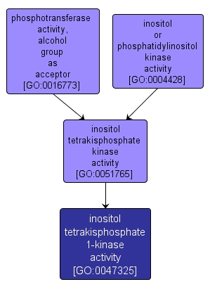GO:0047325 - inositol tetrakisphosphate 1-kinase activity (interactive image map)