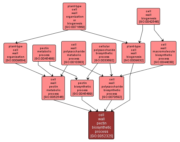 GO:0052325 - cell wall pectin biosynthetic process (interactive image map)