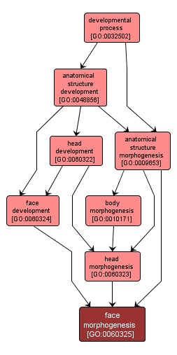 GO:0060325 - face morphogenesis (interactive image map)