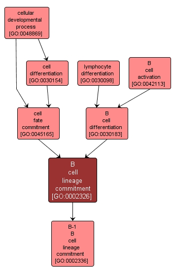 GO:0002326 - B cell lineage commitment (interactive image map)