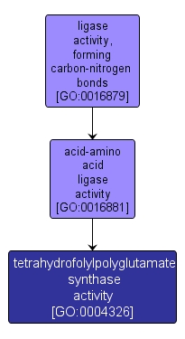 GO:0004326 - tetrahydrofolylpolyglutamate synthase activity (interactive image map)