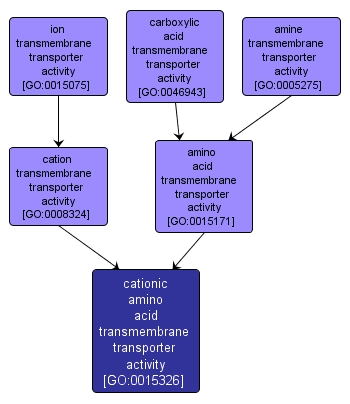 GO:0015326 - cationic amino acid transmembrane transporter activity (interactive image map)