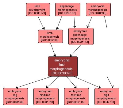 GO:0030326 - embryonic limb morphogenesis (interactive image map)