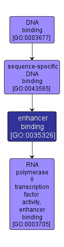 GO:0035326 - enhancer binding (interactive image map)