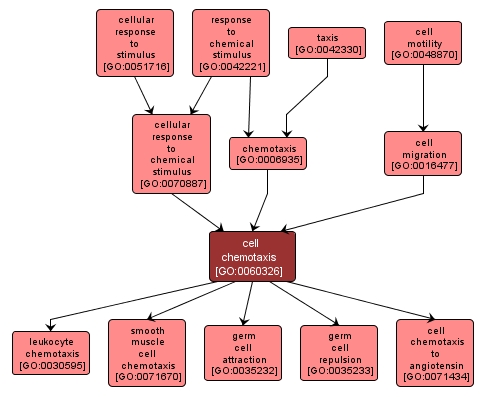 GO:0060326 - cell chemotaxis (interactive image map)