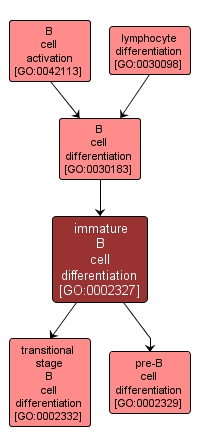 GO:0002327 - immature B cell differentiation (interactive image map)
