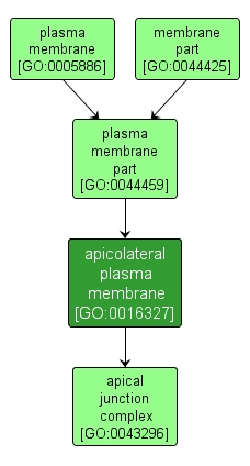 GO:0016327 - apicolateral plasma membrane (interactive image map)
