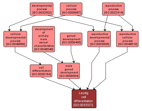 GO:0033327 - Leydig cell differentiation (interactive image map)